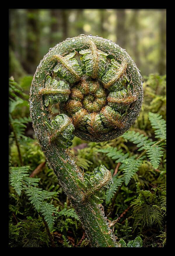 Emerging Fern Elegance