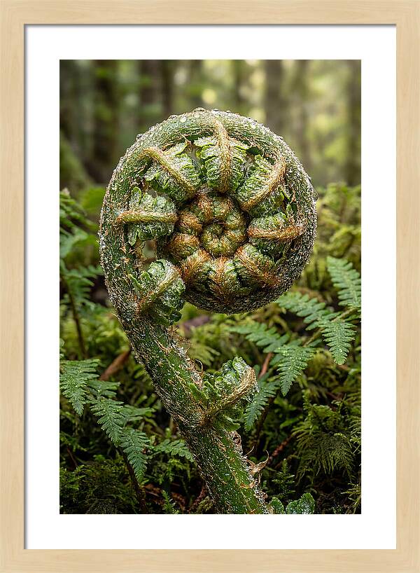 Emerging Fern Elegance