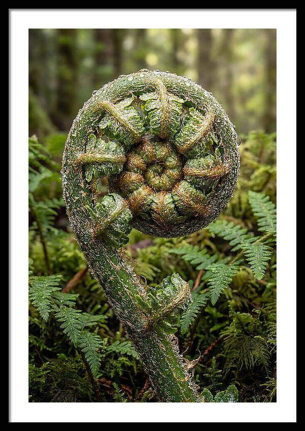 Emerging Fern Elegance