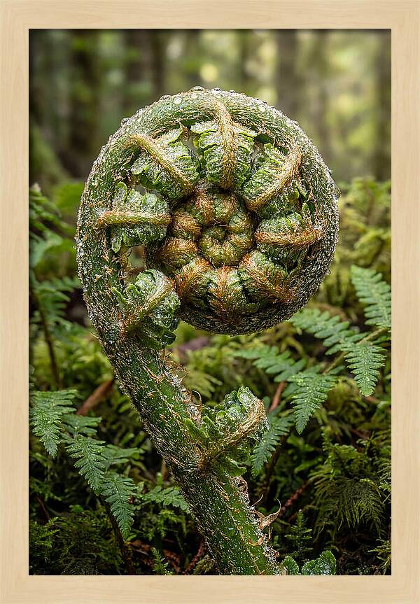 Emerging Fern Elegance