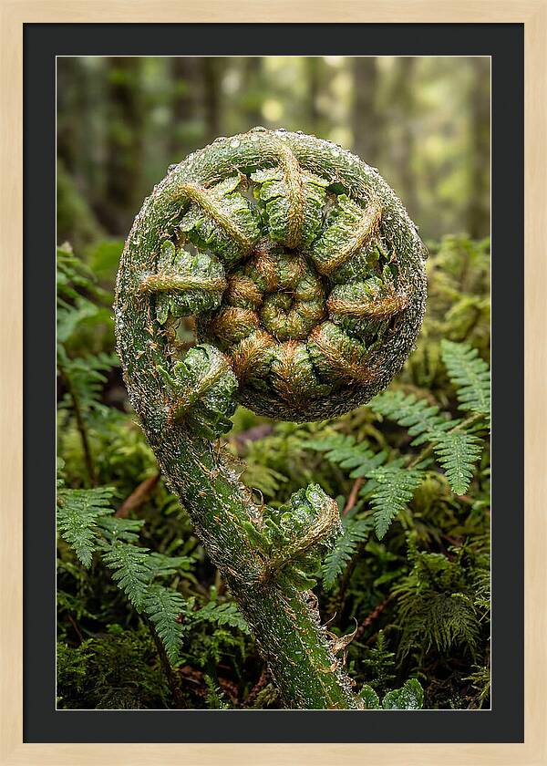 Emerging Fern Elegance
