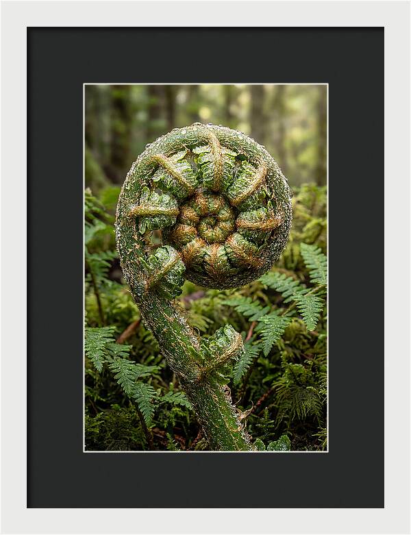 Emerging Fern Elegance