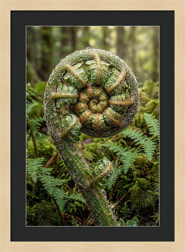 Emerging Fern Elegance
