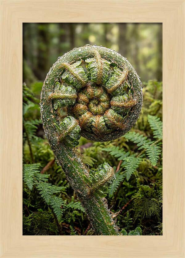 Emerging Fern Elegance