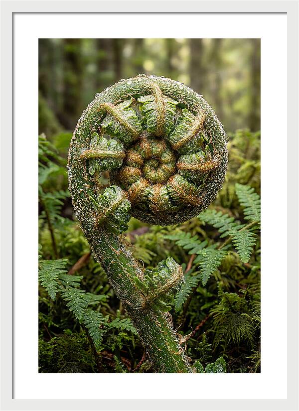 Emerging Fern Elegance