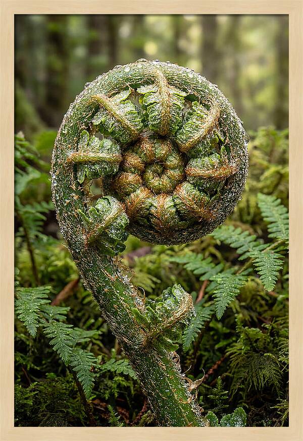 Emerging Fern Elegance