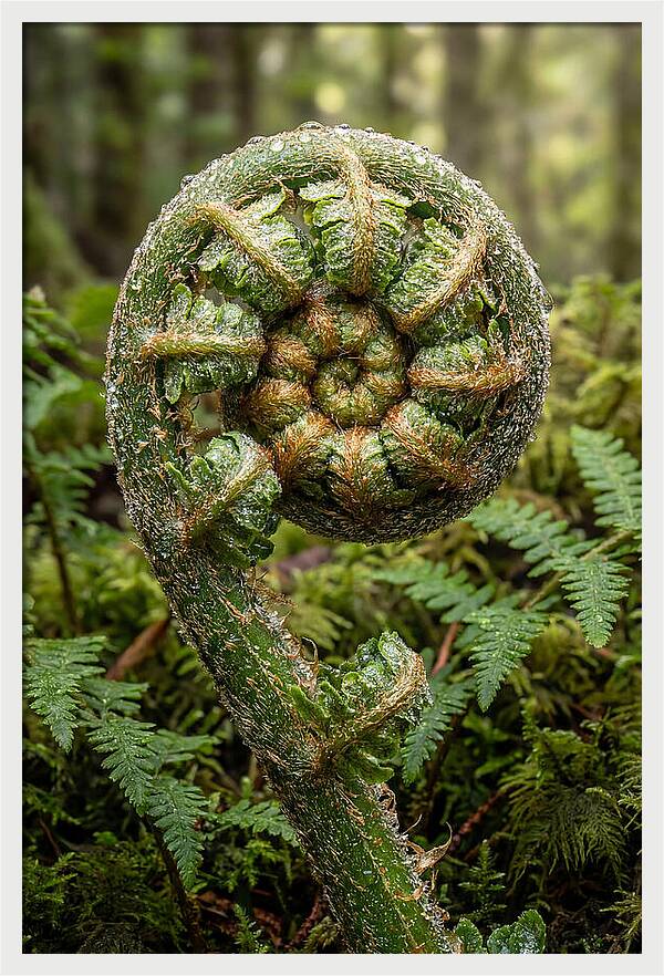 Emerging Fern Elegance