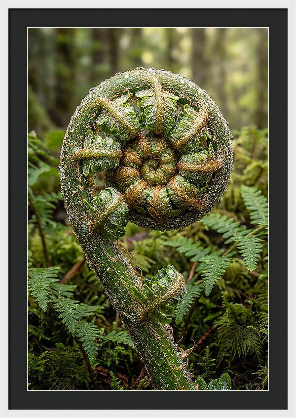 Emerging Fern Elegance
