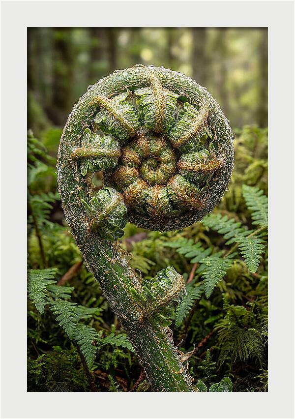 Emerging Fern Elegance