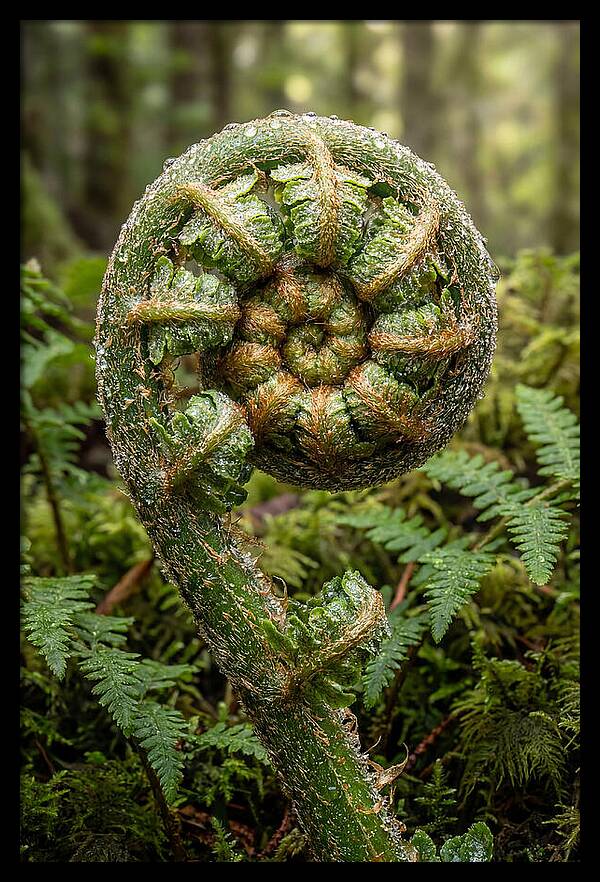 Emerging Fern Elegance