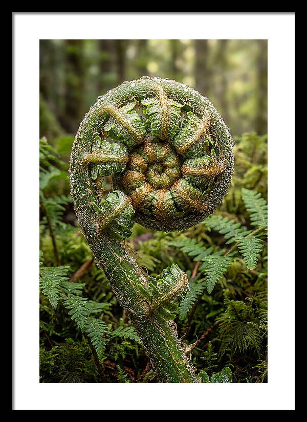 Emerging Fern Elegance