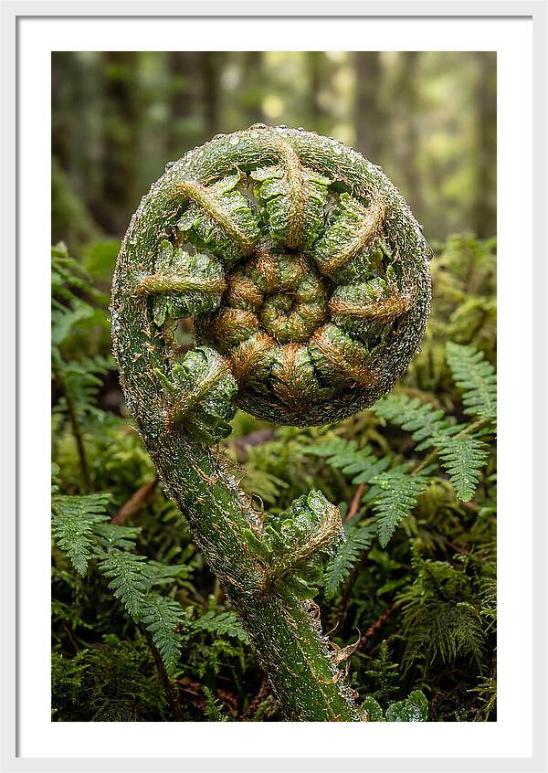 Emerging Fern Elegance