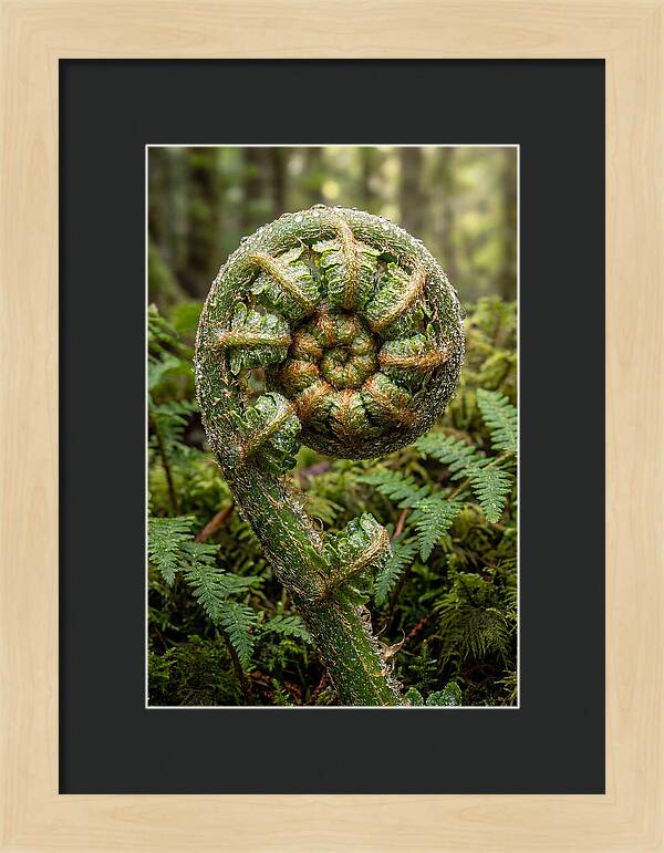 Emerging Fern Elegance