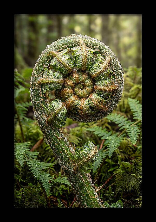 Emerging Fern Elegance