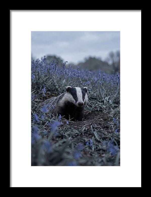 Emerging From The Sett