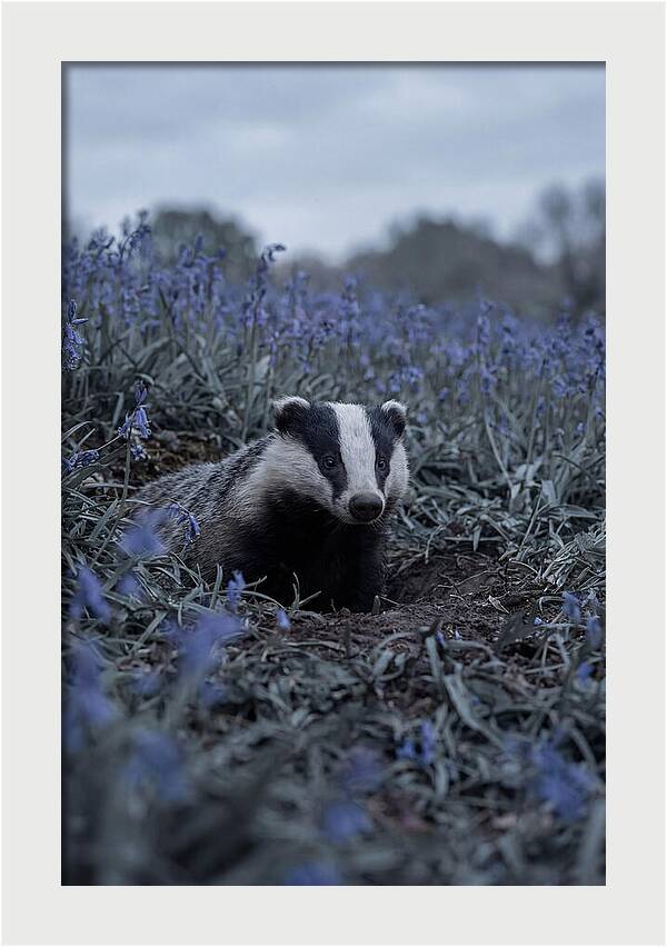 Emerging From The Sett