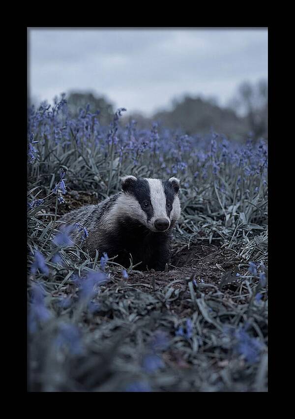 Emerging From The Sett