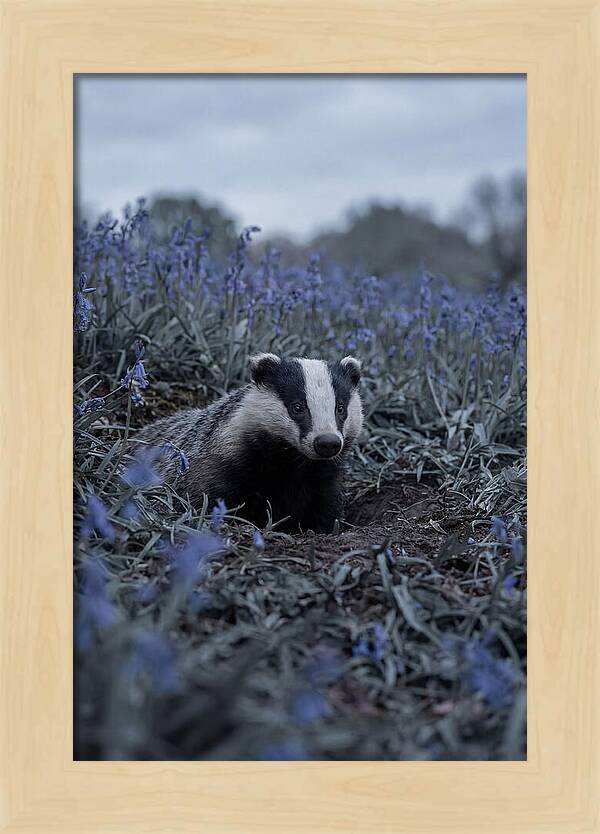 Emerging From The Sett