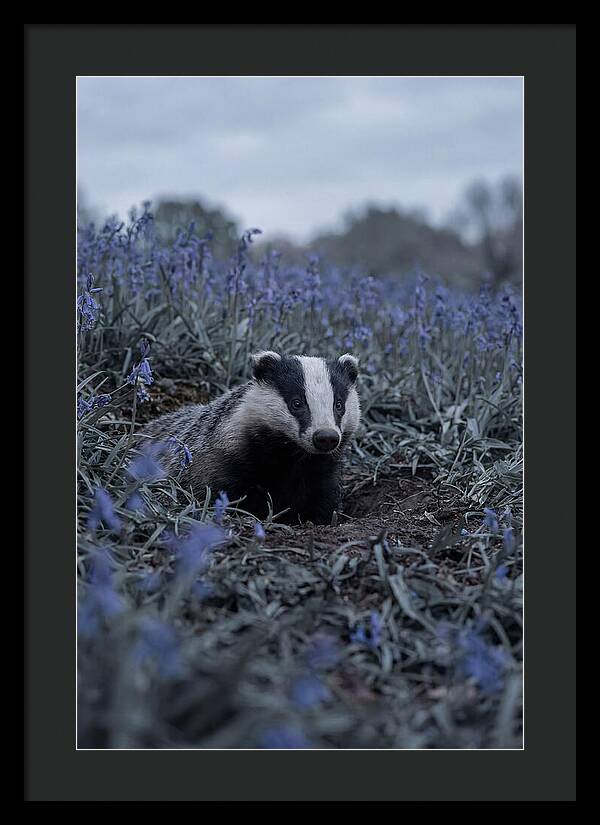 Emerging From The Sett