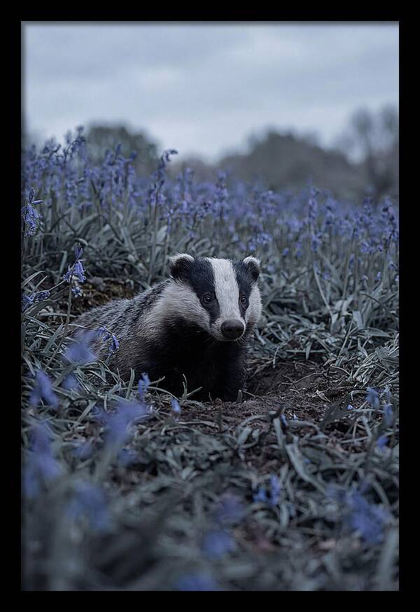 Emerging From The Sett