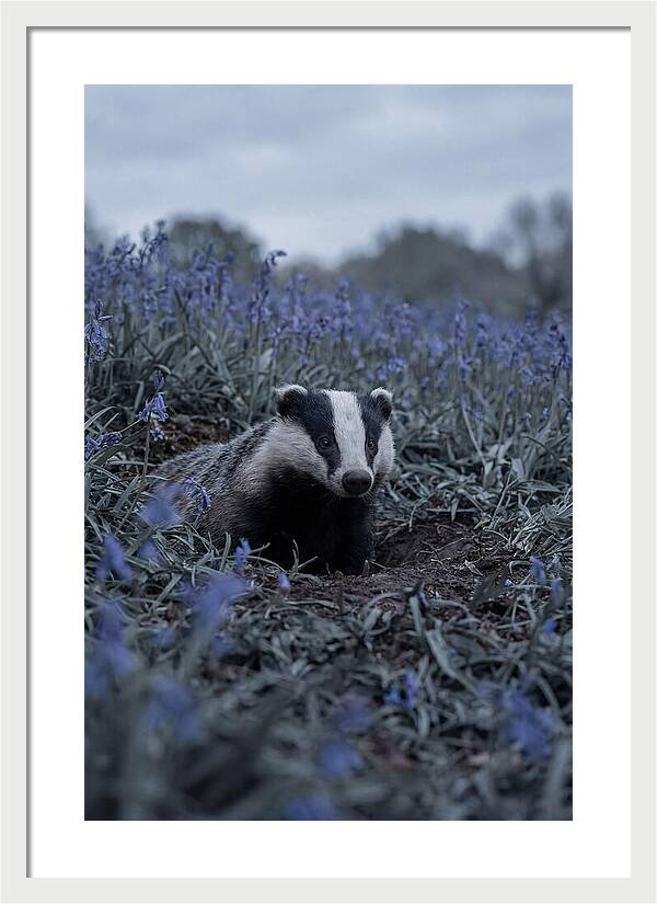 Emerging From The Sett