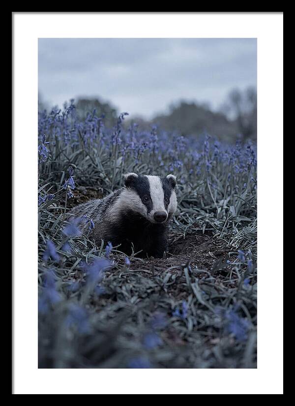 Emerging From The Sett