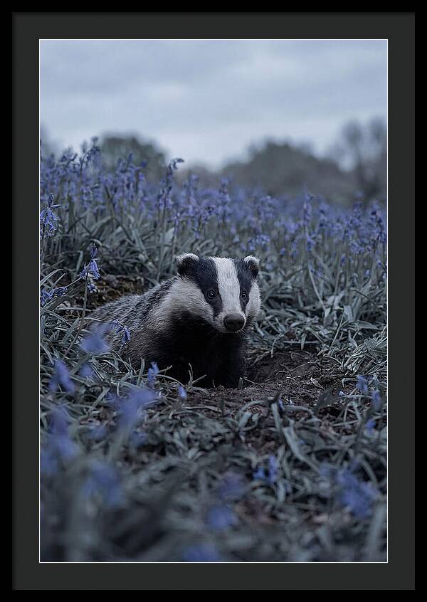 Emerging From The Sett