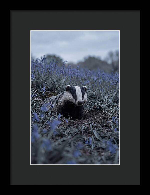 Emerging From The Sett