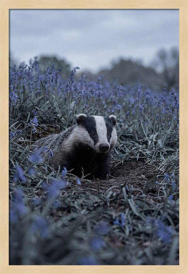 Emerging From The Sett