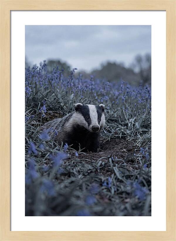 Emerging From The Sett