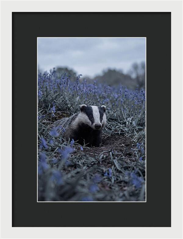 Emerging From The Sett
