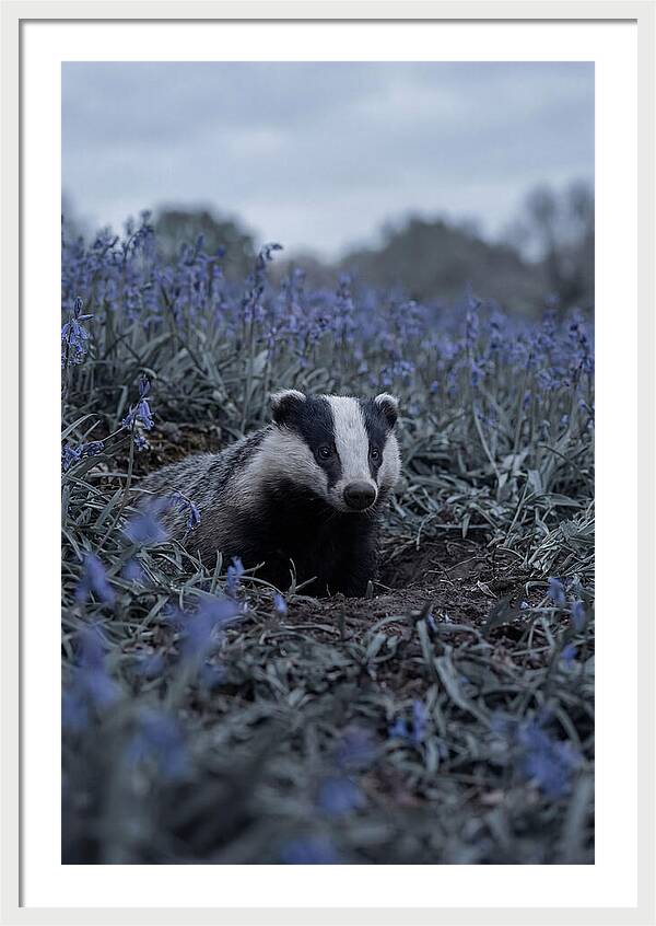 Emerging From The Sett