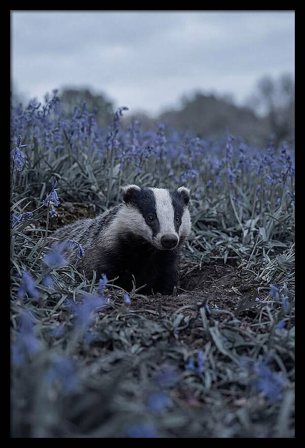 Emerging From The Sett