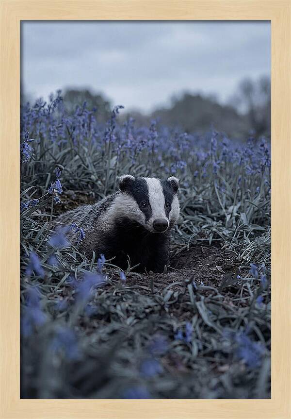 Emerging From The Sett