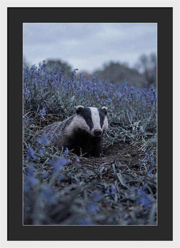 Emerging From The Sett
