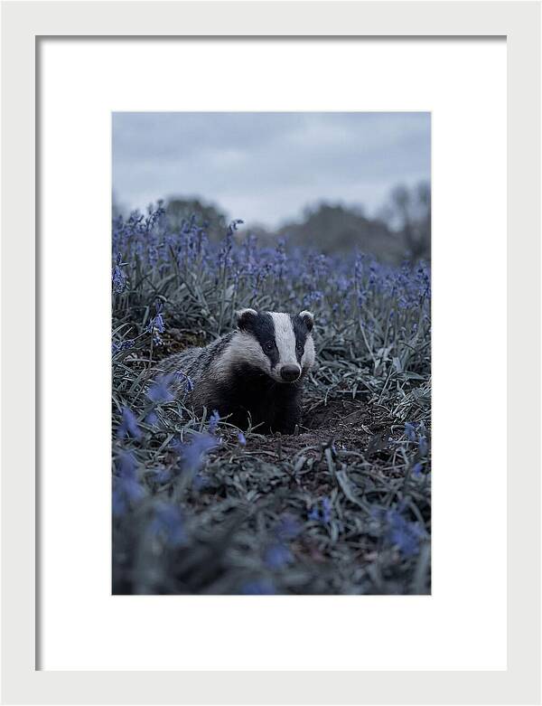 Emerging From The Sett