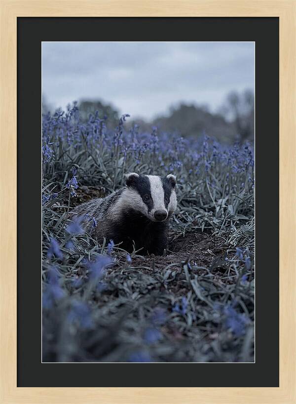 Emerging From The Sett