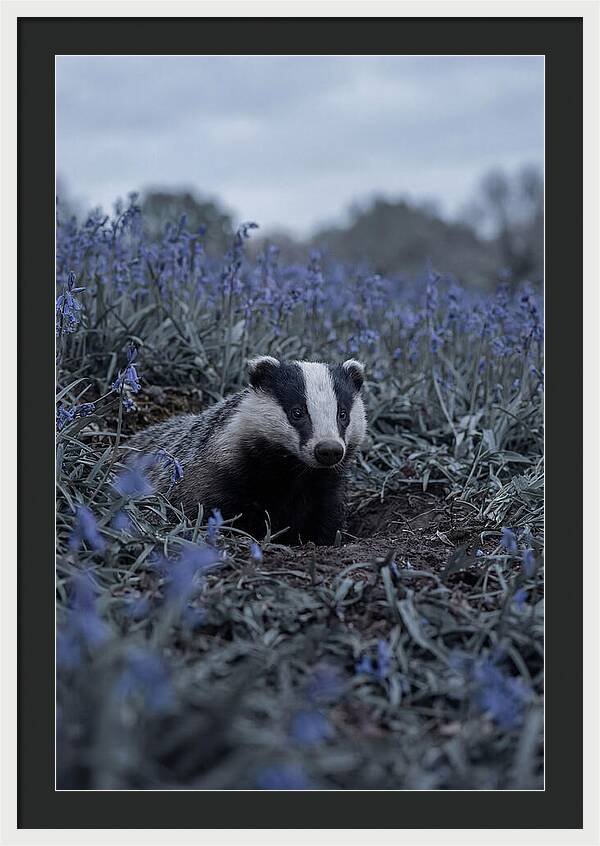 Emerging From The Sett