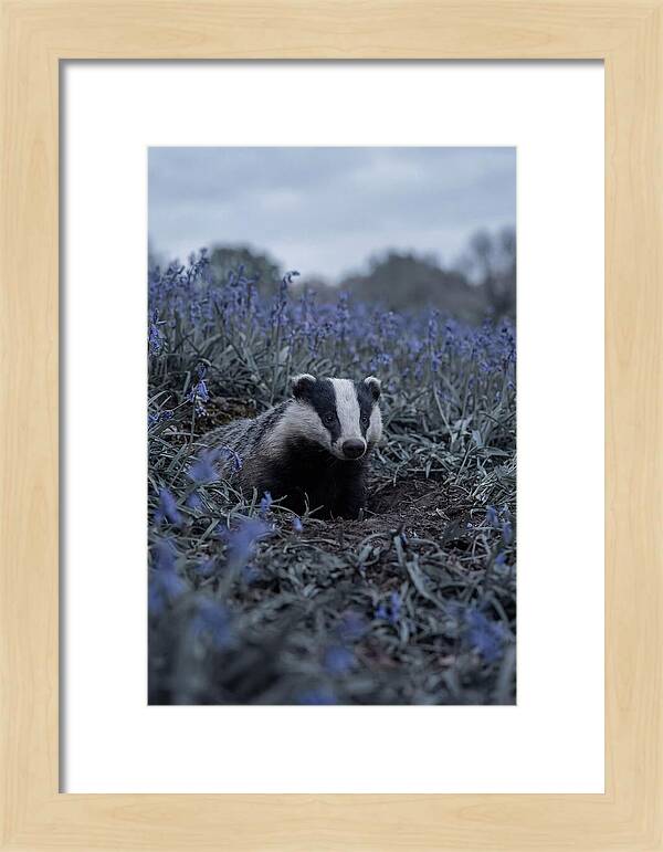 Emerging From The Sett
