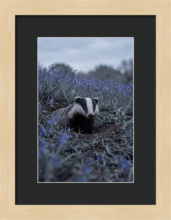 Emerging From The Sett
