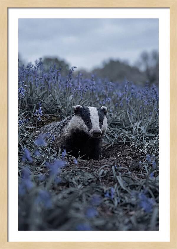 Emerging From The Sett