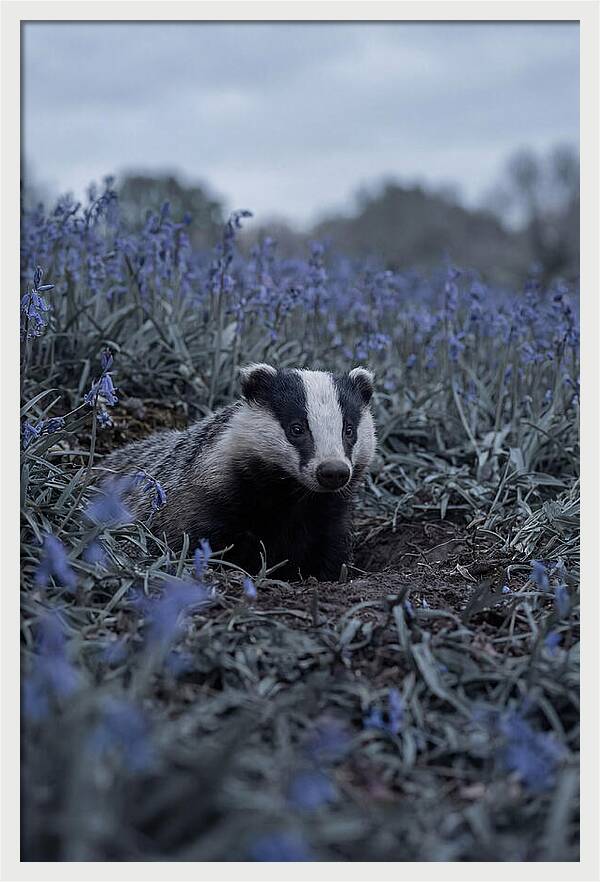Emerging From The Sett