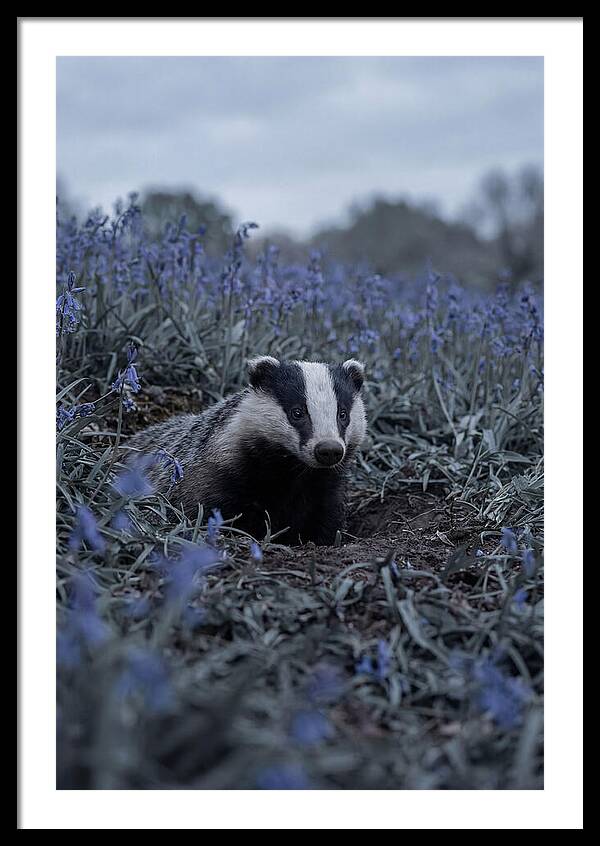 Emerging From The Sett