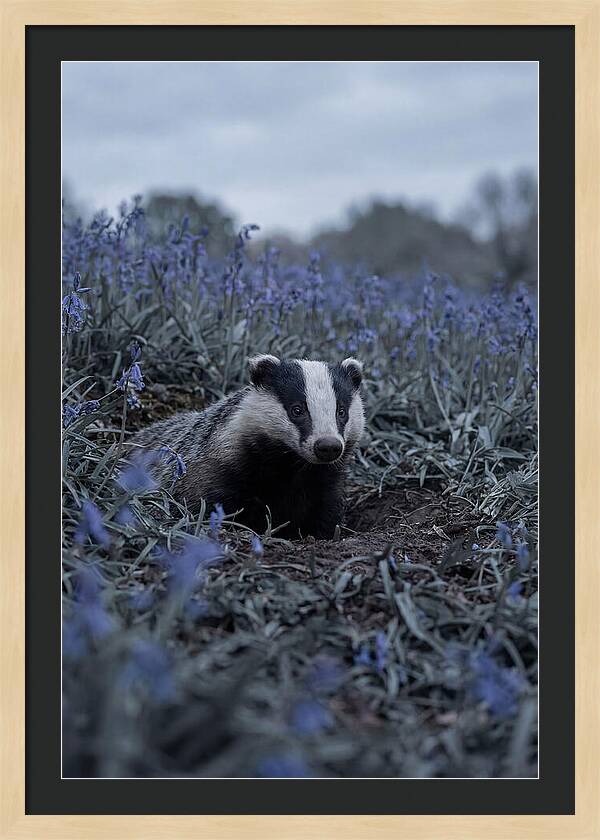 Emerging From The Sett