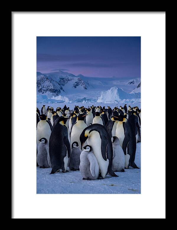 Emperor Penguin Colony Embracing Chicks