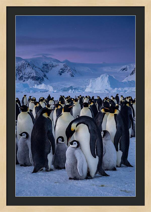 Emperor Penguin Colony Embracing Chicks