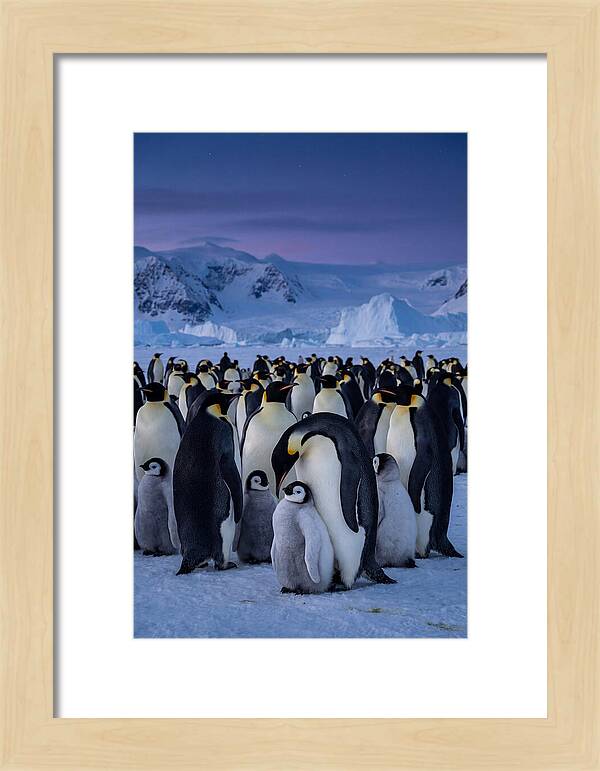 Emperor Penguin Colony Embracing Chicks