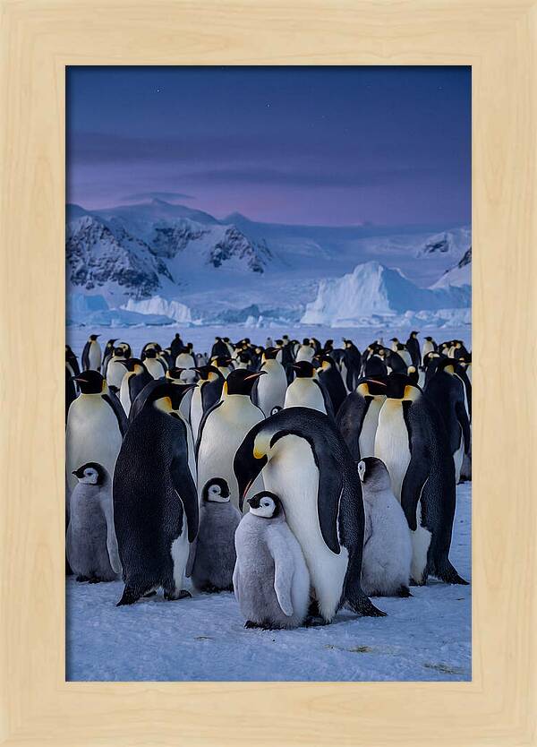 Emperor Penguin Colony Embracing Chicks