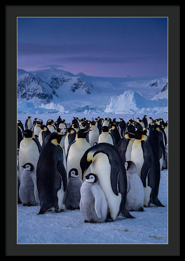 Emperor Penguin Colony Embracing Chicks