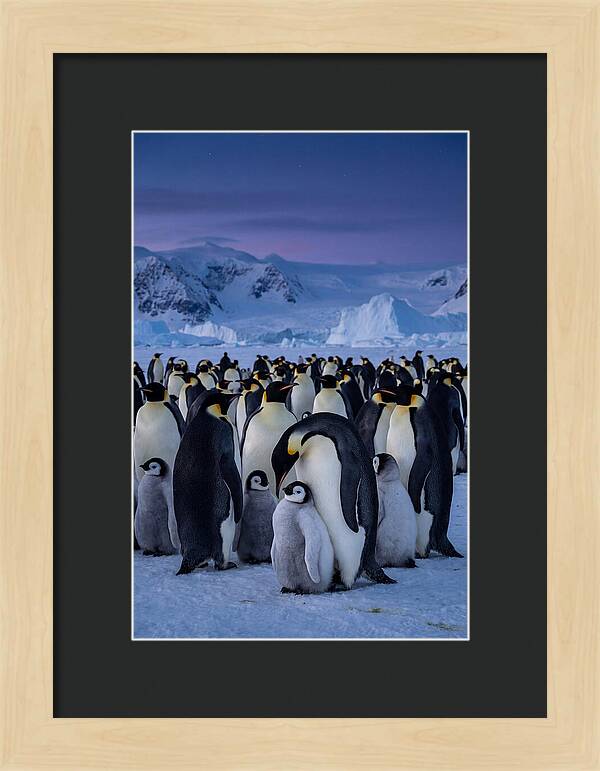 Emperor Penguin Colony Embracing Chicks